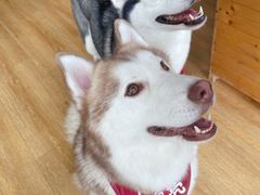 -Husky Go! 哈士奇体验馆·宠物咖啡厅狗咖