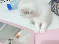 -东方名猫馆·英短金渐层布偶猫舍(环线广场1号楼店)