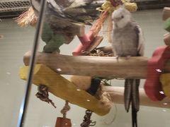 -momokira米努特·德文卷毛猫·棉花面纱犬