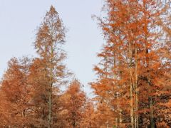 -白鹭湾湿地公园