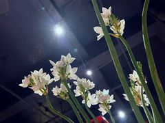 -NLFS1983咖啡花园餐厅(锦桂店)
