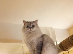 -猫友咖啡店(玉林西路店)