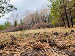 -塞罕坝国家级自然保护区