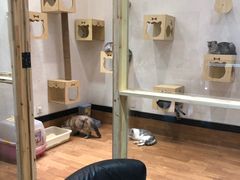 -猫色咖啡·猫咖