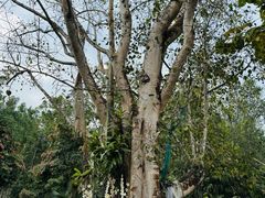 -中国科学院西双版纳热带植物园