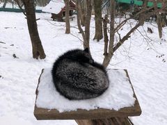 -宫城藏王狐狸村