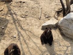 -石家庄市动物园