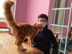 -70cat德文卷毛猫·缅因猫纯种猫舍