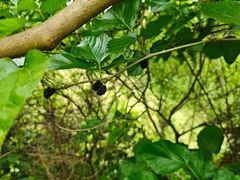 -甜心庄园·甜心草莓采摘园(西青中北店)