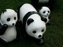 -成都大熊猫繁育研究基地