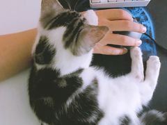 -猫大福·Fortune Cat猫舍(百子湾店)