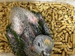 -爱侣宠医·鹦鹉专科·小型哺乳类·异宠专科(灵石路店)