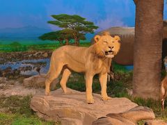 -国家自然博物馆