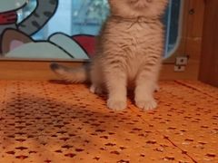 -欣宠猫屋·矮脚拿破仑·蓝金金渐层