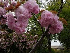 android_upload_pic-高东镇樱花园