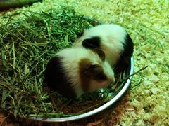 -zoonana室内动物园(东方福来德店)