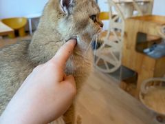 -有喵·猫咖·狗咖·30几只猫10只小狗(岗厦店)