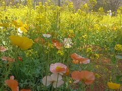 -名花谷生态庄园