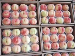 -南汇新场正宗水蜜桃采摘