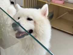 -共舞时光猫咖·狗咖(新街口店)