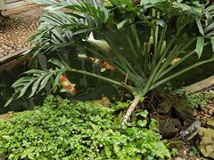 -Fern Forest Cafe