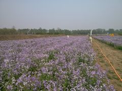 -北京东方普罗旺斯薰衣草庄园