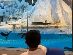 -帝企鹅自助餐厅•儿童岛•真企鹅(长隆企鹅酒店)