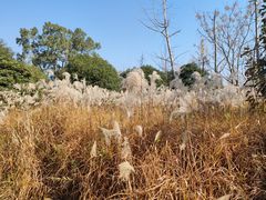 -梁鸿国家湿地公园