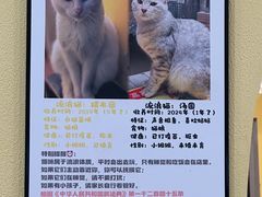 -正南齐北·老街糯米团(洪崖洞店)