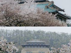 -武汉大学-樱园