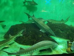 -太平洋海底世界