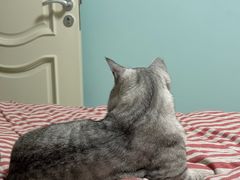 -中农国际动物医院24小时·猫科·骨科·急重症中心