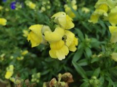 -石家庄市植物园