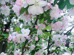 -海棠花溪(元大都城垣遗址公园)