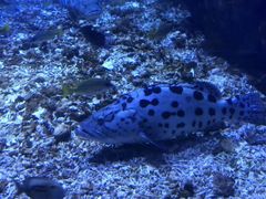 -海合安武汉极地海洋公园