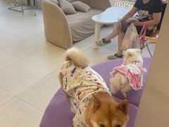 -怪兽屋·羊驼·猫咖·狗咖(俊华广场店)