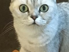 -李小姐の猫咖啡馆(五角场店)