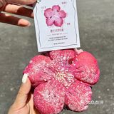 卧卧…烟台的小面包🥖，已是next leve