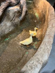 -Zoolung Zoolung动物主题公园(海信广场店)