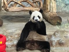-海南热带野生动植物园