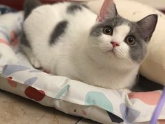 -柚子猫舍·精品猫舍购猫·猫咪认养·购宠·宠物店