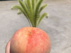 -南汇老顾农家乐采摘大团水蜜桃采摘店