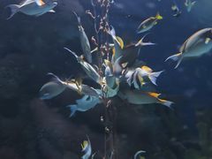 -大连圣亚海洋世界