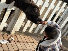 -前小桔亲子创意农场·草莓采摘·露营烧烤