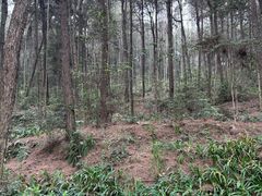 -铁山坪森林公园