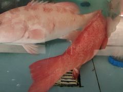 -阿伟海鲜楼·福建菜(延寿店)