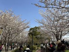 -高东镇樱花园