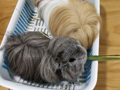 -藦茜花园宠物主题亲子互动体验馆(国顺东路店)