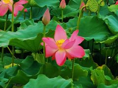 -天津东丽湖风景区