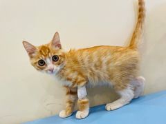 -萌兽医馆·犬猫专科·眼科中心·宠物医院(朝阳门分院)